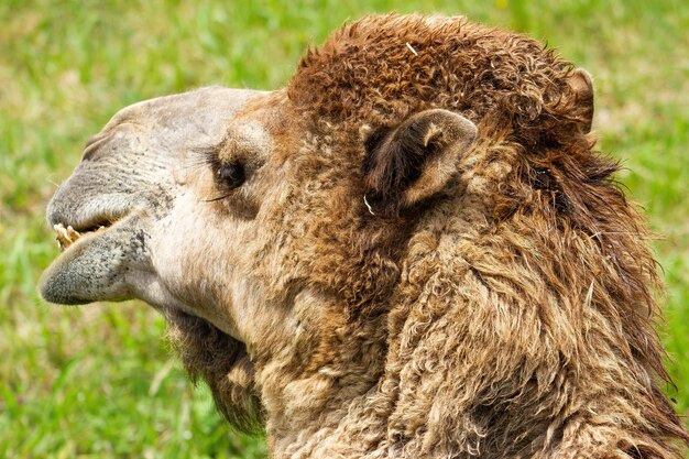 Zijkant van het hoofd van een dromedaris Arabische kameel Camelus dromedarius