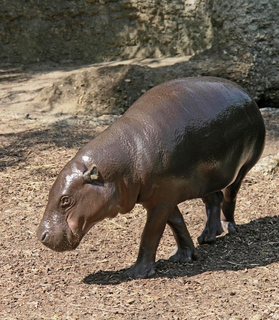 Foto zijkant van paard op het veld