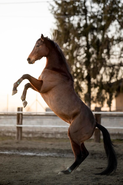 Foto zijkant van paardenspringen