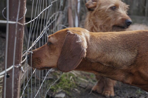 Zijkant van twee honden