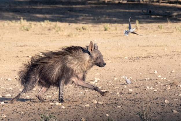 Foto zijkant van twee vogels die op het land rennen