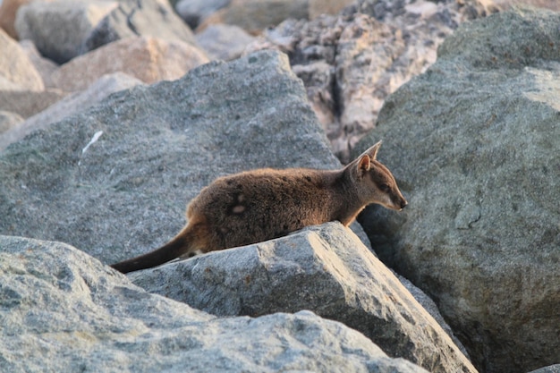 Foto zijkant van wallaby op rots