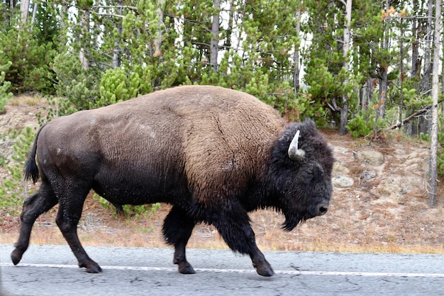 Zijkantbeeld van een Amerikaanse bizon die op de weg loopt