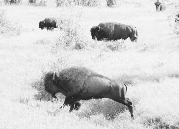 Foto zijkantbeeld van een bizonveld