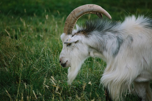 Zijkantbeeld van een geit die op het veld graast