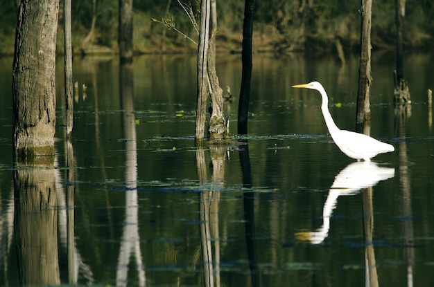 Zijkantbeeld van een grote egret in het meer