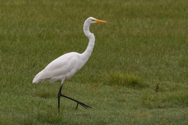 Zijkantbeeld van een grote egret op het veld