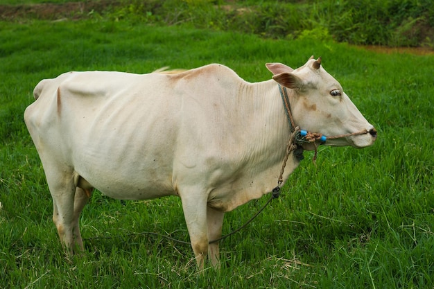 Zijkantbeeld van een koe die op een grasveld staat
