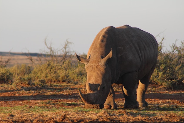 Zijkantbeeld van een neushoorn die op het veld graast