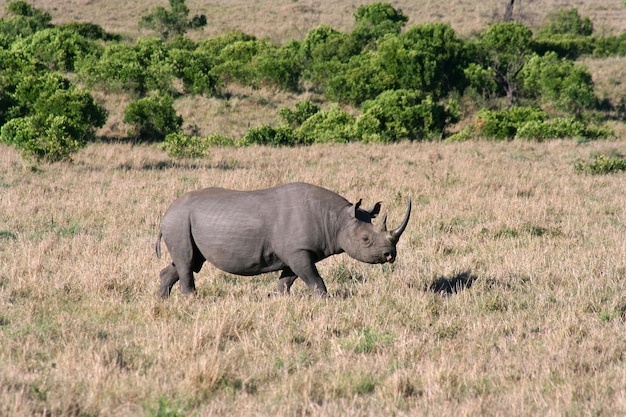 Zijkantbeeld van een neushoorn die op het veld staat