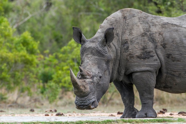 Zijkantbeeld van een neushoorn die op het veld staat