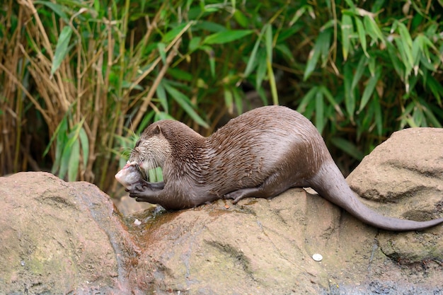 Zijkantbeeld van een otter die vis op de rots eet