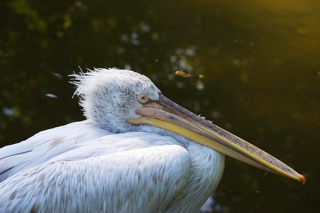 Zijkantbeeld van een pelikaan die in een meer zwemt