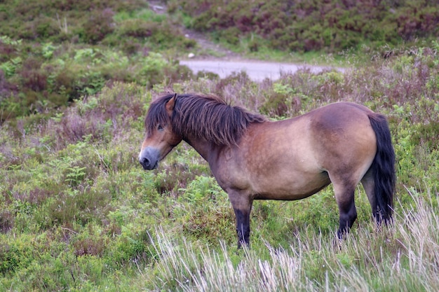 Zijkantbeeld van een pony op een moeras