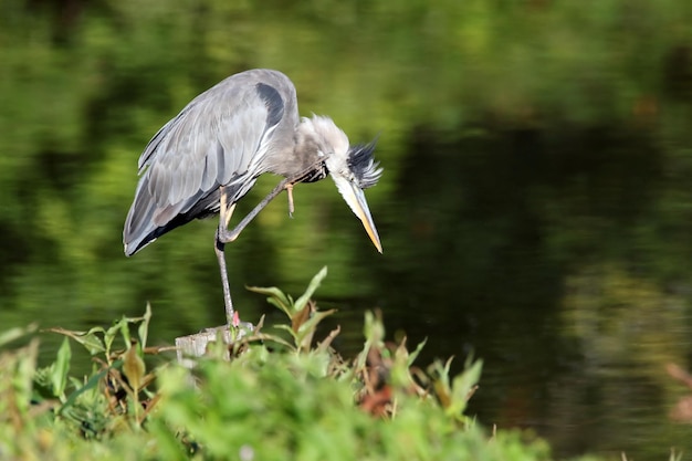 Zijkantbeeld van een reiger die aan de oever van het meer staat