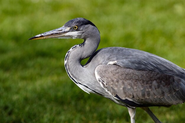 Zijkantbeeld van een reiger op het gras