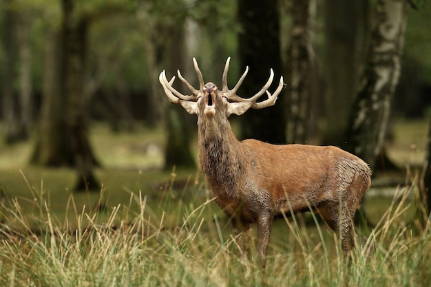 Zijkantbeeld van een rooihert die op het veld staat