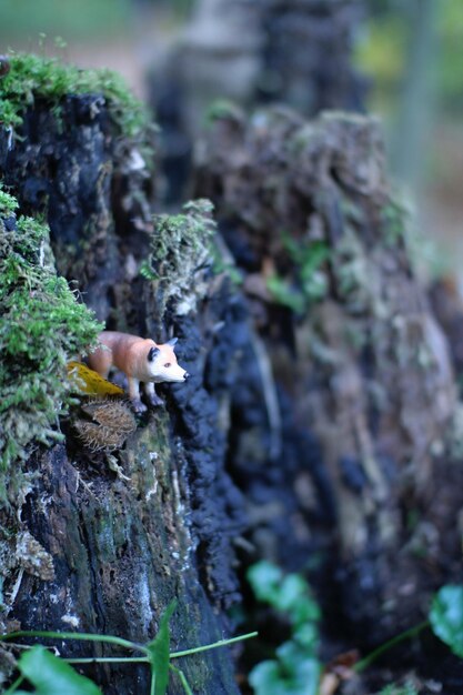 Zijkantbeeld van een varkensminiatuur op een rots