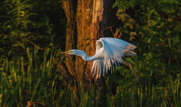 Foto zijkantbeeld van een vliegende vogel