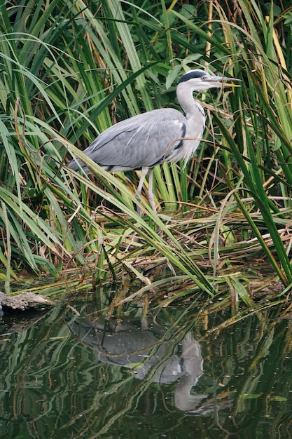 Foto zijkantbeeld van een vogel die bij het meer zit