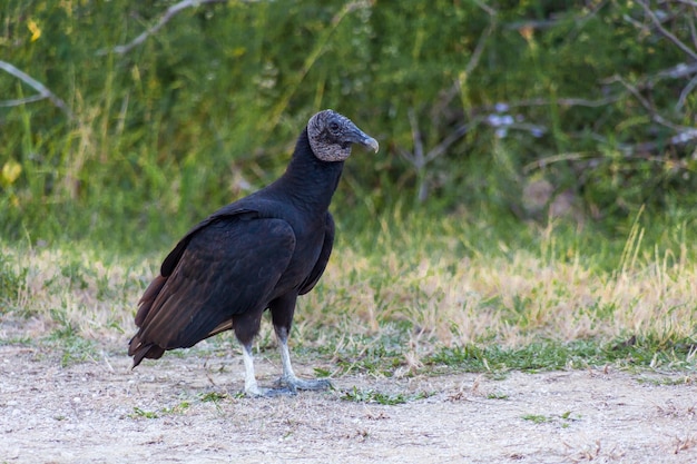 Zijkantbeeld van een vogel die op het land zit