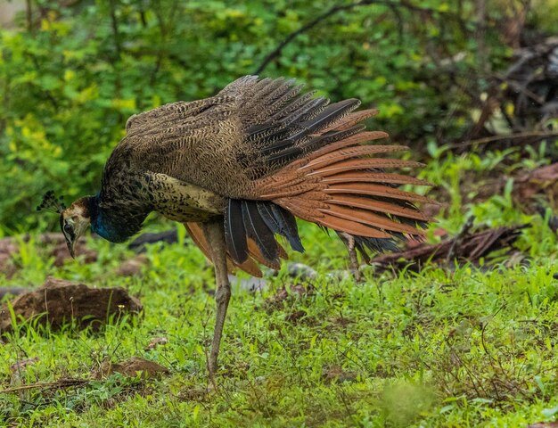 Zijkantbeeld van een vogel op het land