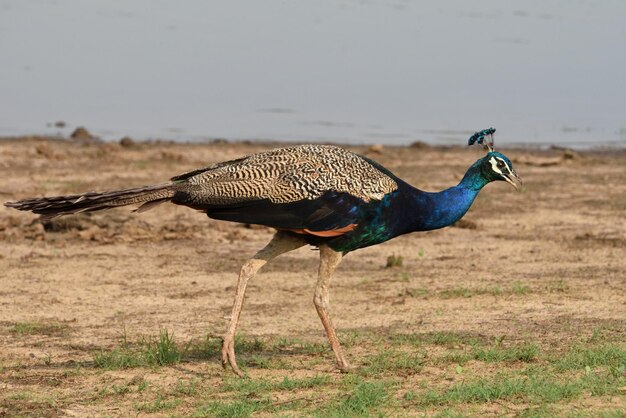 Foto zijkantbeeld van een vogel op het veld