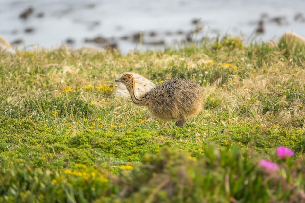 Foto zijkantbeeld van een vogel op het veld