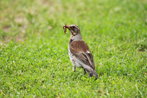 Foto zijkantbeeld van een vogel op het veld