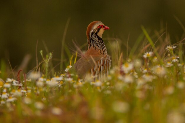 Foto zijkantbeeld van een vogel op het veld