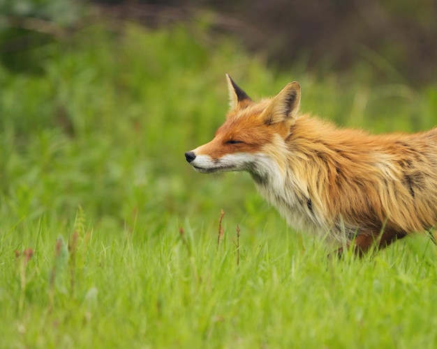 Zijkantbeeld van een vos op een grasveld