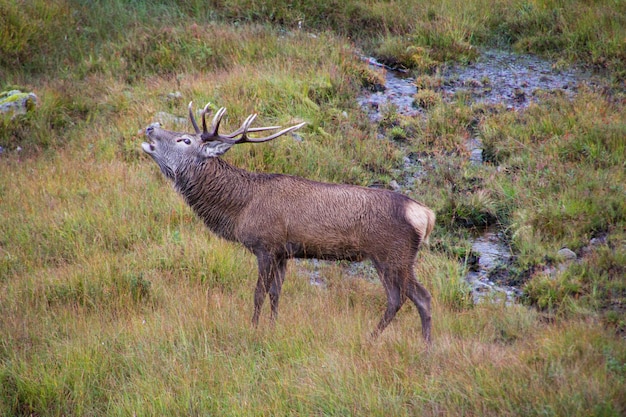 Zijkantbeeld van een zoogdier dat op het gras schreeuwt