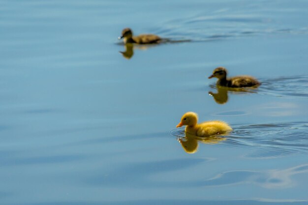 Zijkantbeeld van eendjes die in het meer zwemmen
