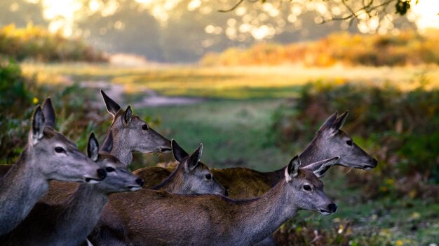 Foto zijkantbeeld van herten die op het veld in het bos staan