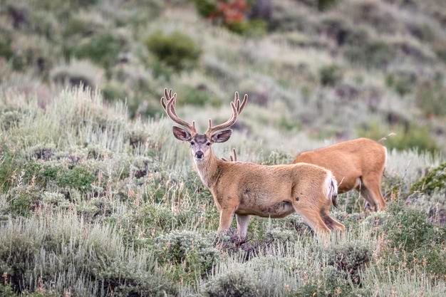 Zijkantbeeld van herten die op het veld in het bos staan
