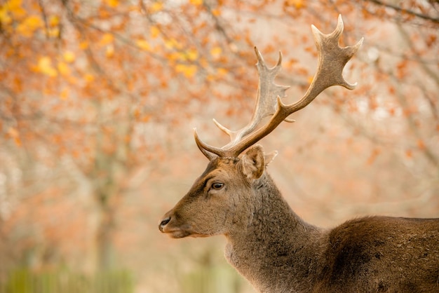 Zijkantbeeld van herten in Dunham Park in de herfst