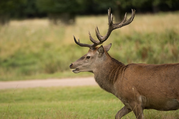 Zijkantbeeld van herten op een grasveld