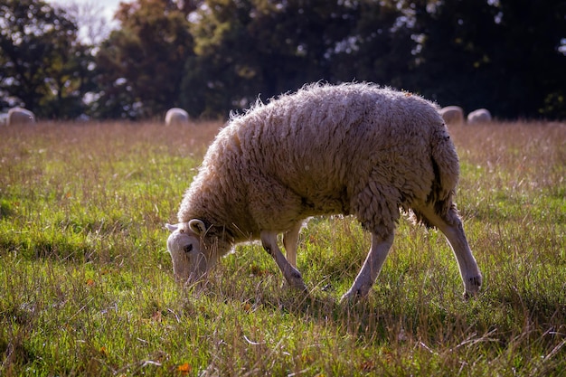 Zijkantbeeld van schapen die grazen op een grasveld