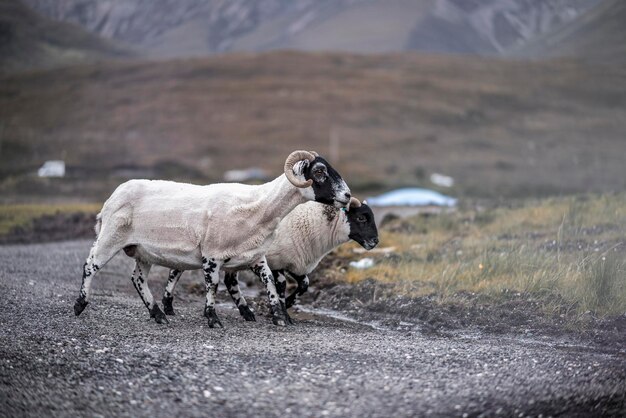 Zijkantbeeld van schapen die op het veld lopen