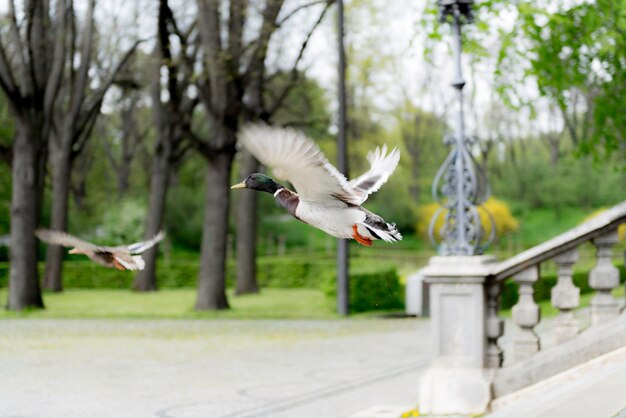 Foto zijkantbeeld van vogels die tegen bomen vliegen