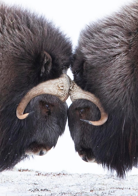 Foto zijkantbeeld van zoogdieren van aangezicht tot aangezicht op sneeuw