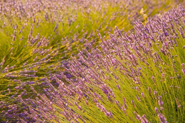 Zijn lange rijen bloeiende lavendel bij zonsondergang veld van lavendel in frankrijk valensole cote dazuralpspr