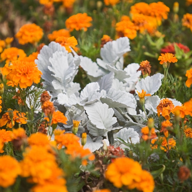 Zilver en oranje bloembed met Zilverkruiskruid en Tagetes