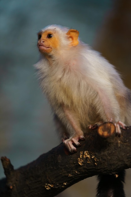 Zilverachtige marmoset