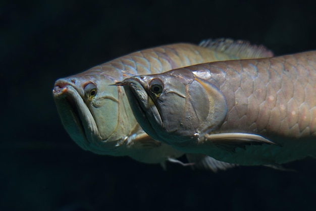 Zilveren arowana, Osteoglossum bicirrhosum