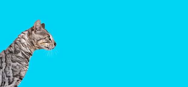 Zilveren Bengaalse kat die wegkijkt op blauwe achtergrond