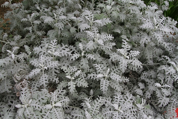 Zilveren Jakobskruiskruid is een grijze plant