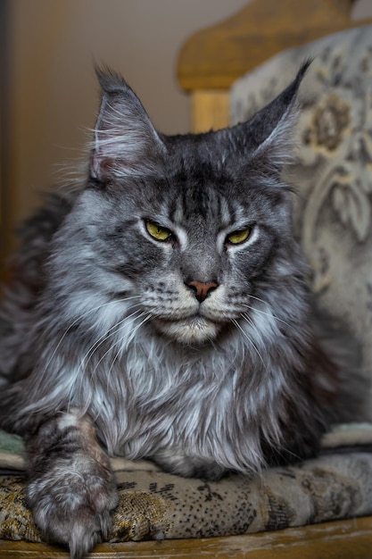 Zilveren Maine Coon kat Portret van een kat Dierenverzorging Veterinair