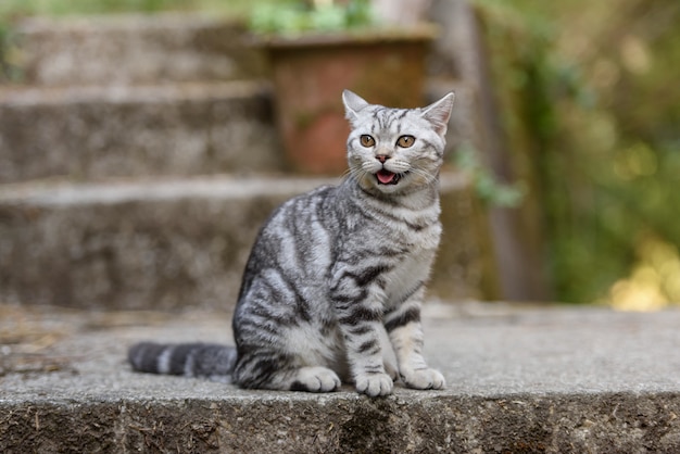 Zilveren Schotse rechte kat