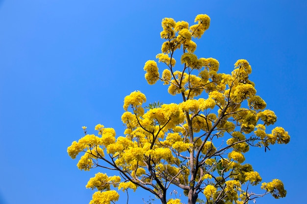 Zilveren trompetboom, goudboom, paraguayaanse zilveren trompetboom